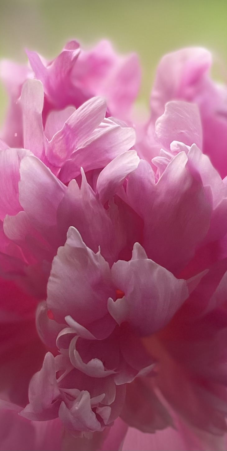 Butera The Florist Pink Peony Locally Grown in Maine